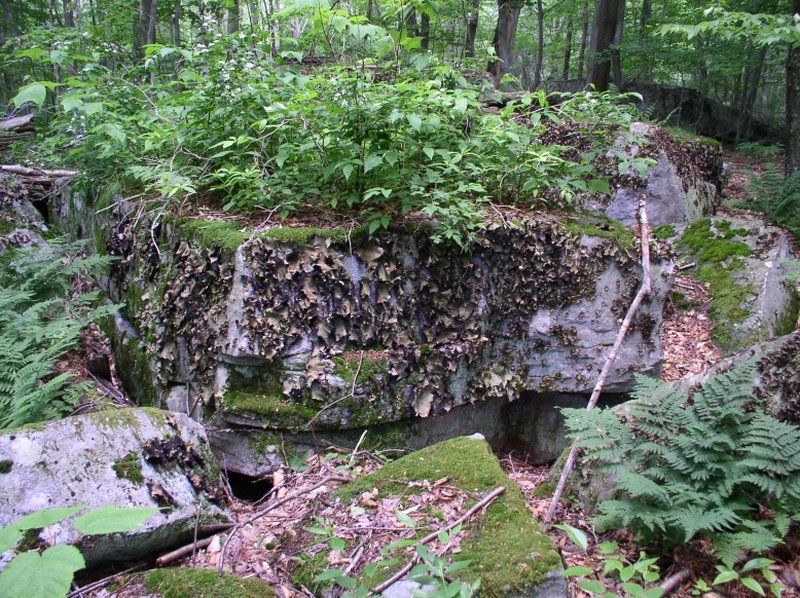 Navel Lichen photo 4