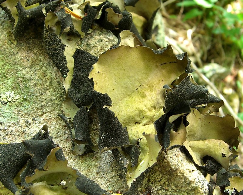 Navel Lichen