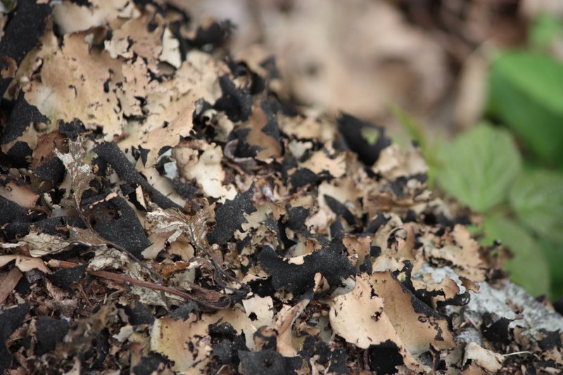 Navel Lichen photo 6