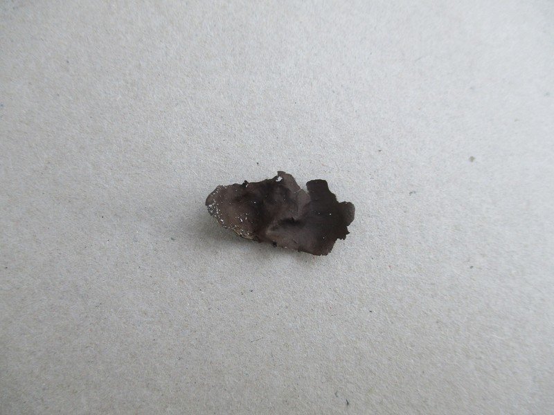 Muehlenberg's Navel Lichen photo 2