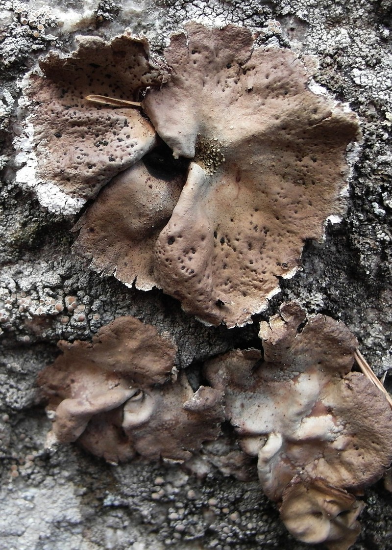 Muehlenberg's Navel Lichen photo 3