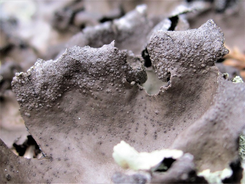 Muehlenberg's Navel Lichen photo 4
