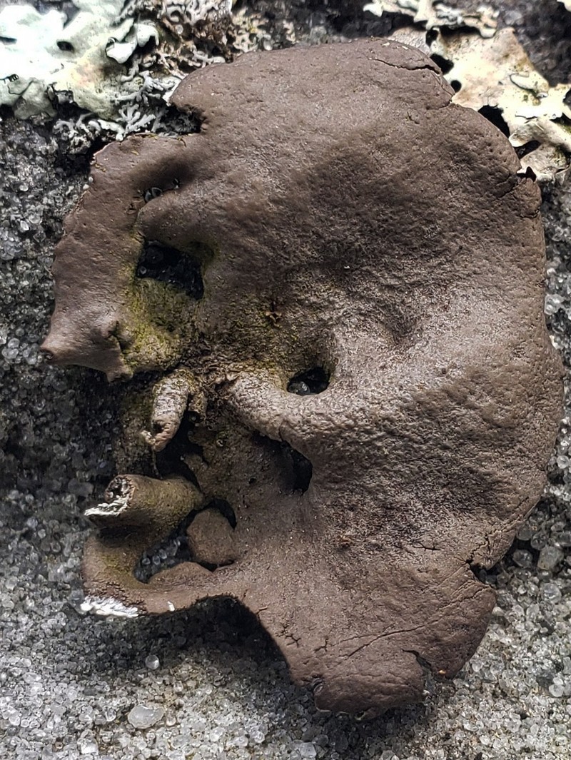 Muehlenberg's Navel Lichen photo 5