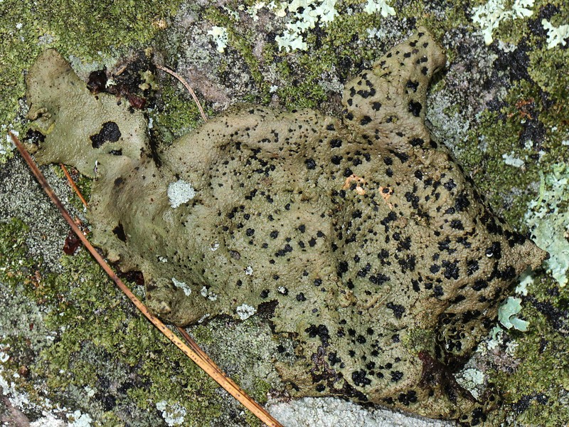 Muehlenberg's Navel Lichen photo 7