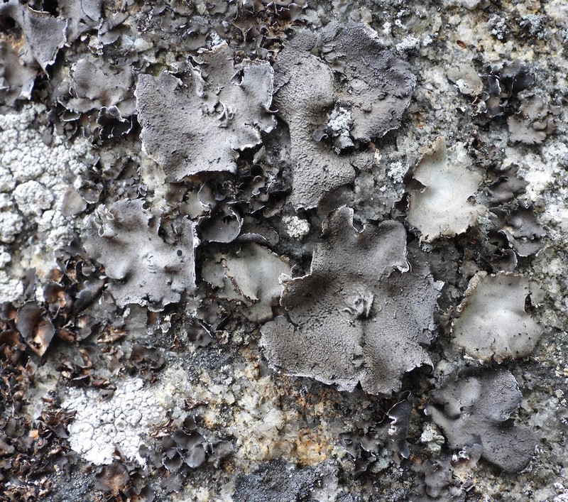 Nylander's Navel Lichen photo 2