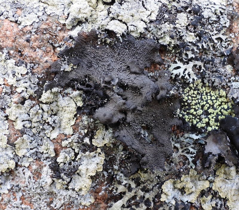 Nylander's Navel Lichen photo 3