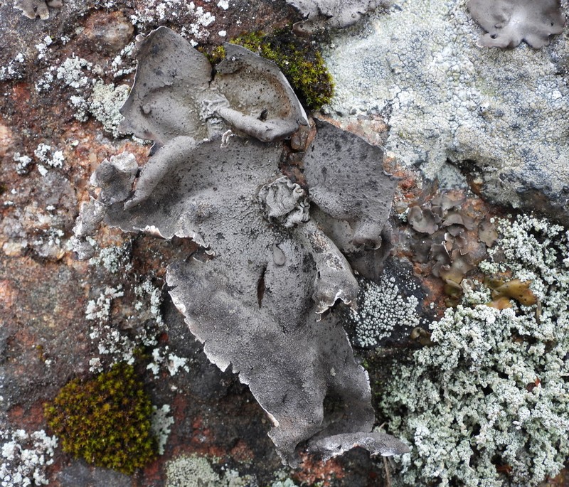 Nylander's Navel Lichen photo 4