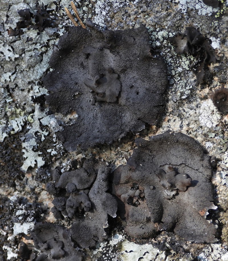 Nylander's Navel Lichen photo 5