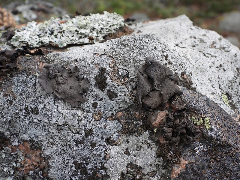 Nylander's Navel Lichen photo 6
