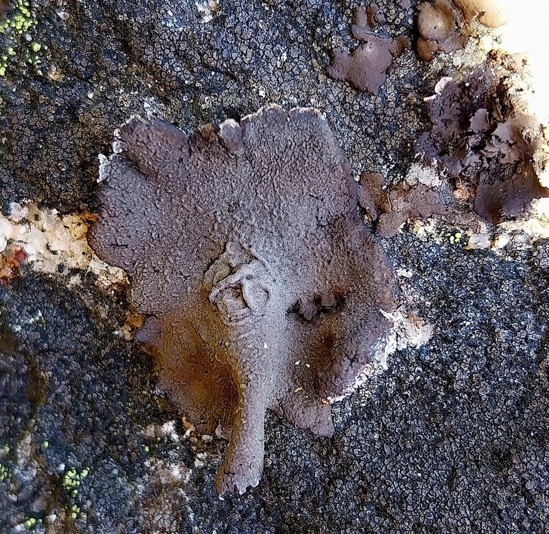 Nylander's Navel Lichen photo 7