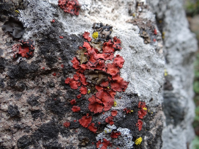 Navel Lichen photo 2