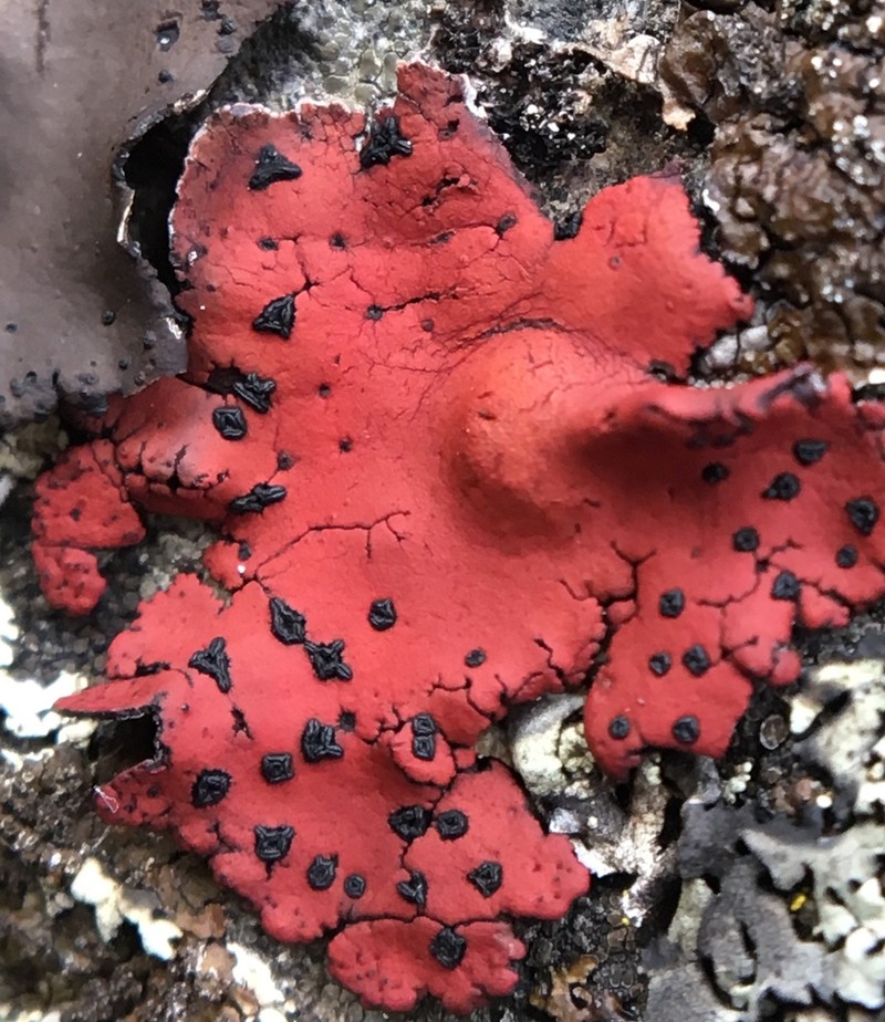 Navel Lichen photo 3