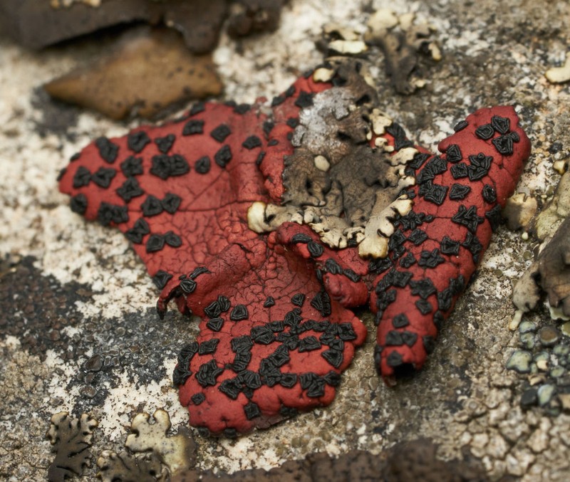 Navel Lichen photo 4