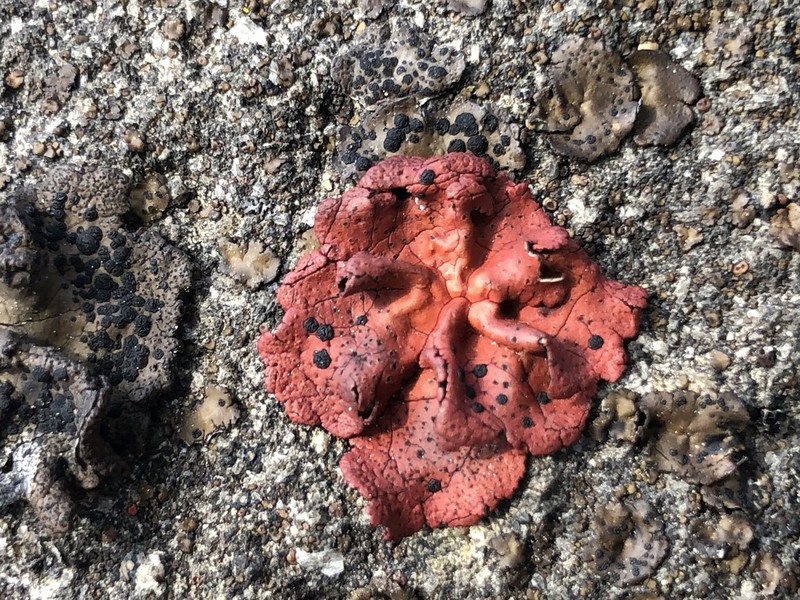 Navel Lichen photo 5