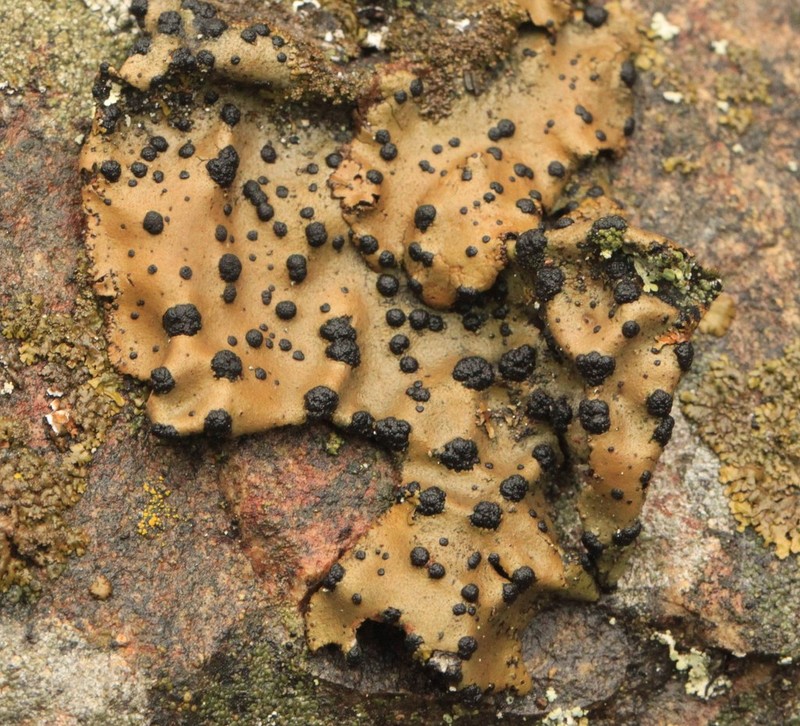 Navel Lichen photo 7
