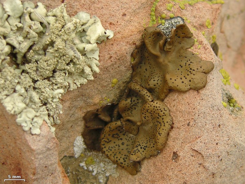 Navel Lichen