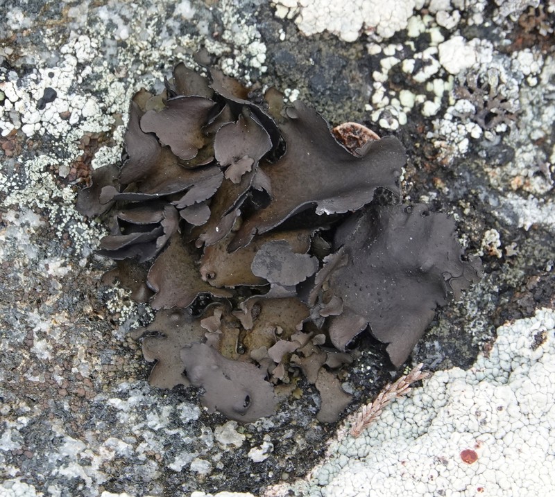 Manyleaf Navel Lichen photo 2