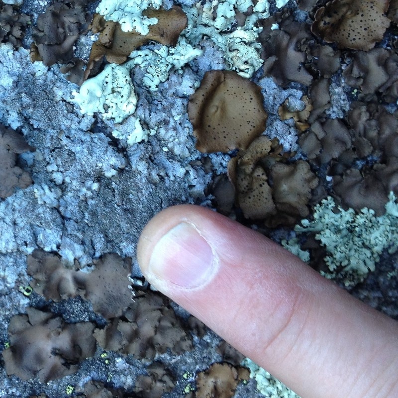 Manyleaf Navel Lichen photo 3