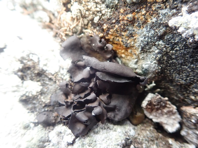 Manyleaf Navel Lichen photo 4