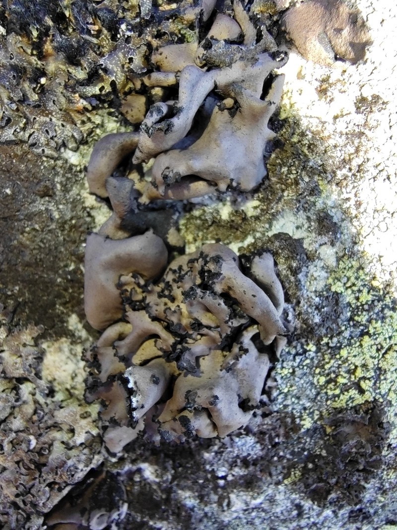 Manyleaf Navel Lichen photo 5