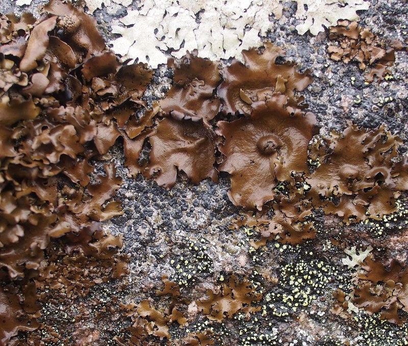 Manyleaf Navel Lichen photo 6