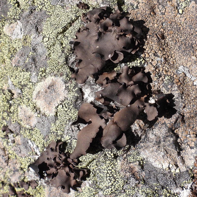 Manyleaf Navel Lichen photo 7
