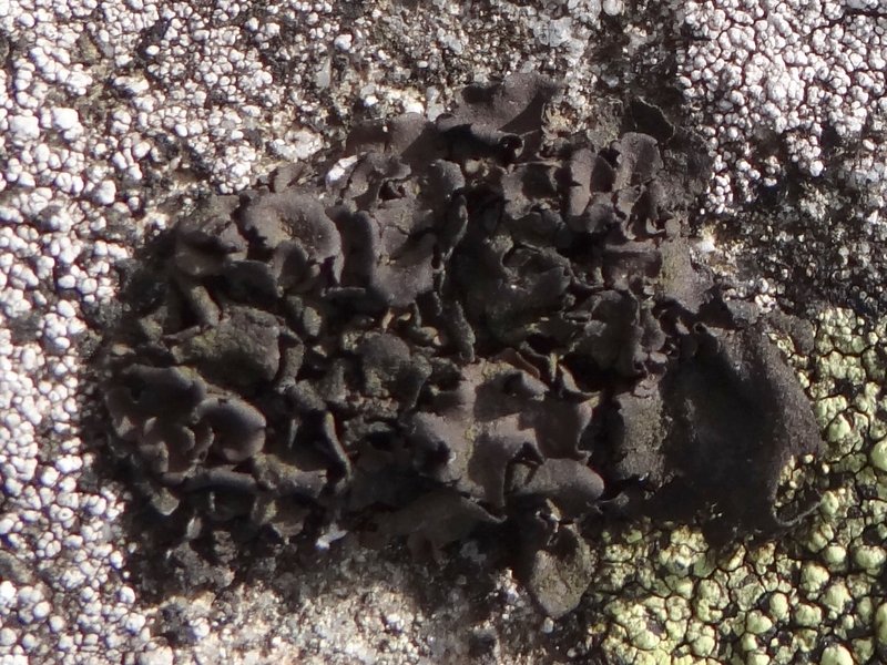 Manyleaf Navel Lichen