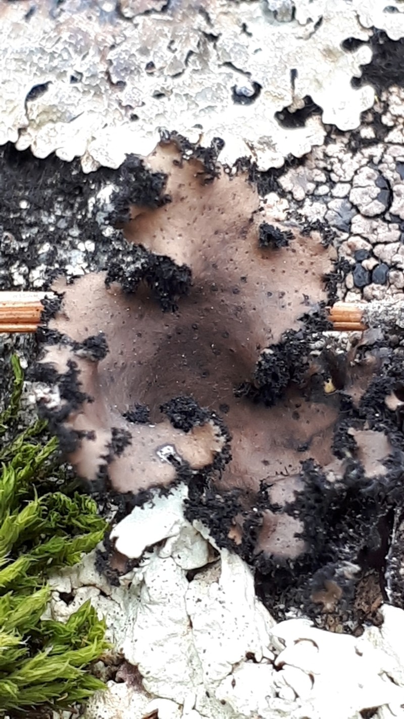 Manyroot Navel Lichen