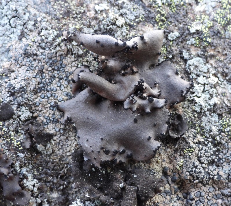 Manyroot Navel Lichen photo 2