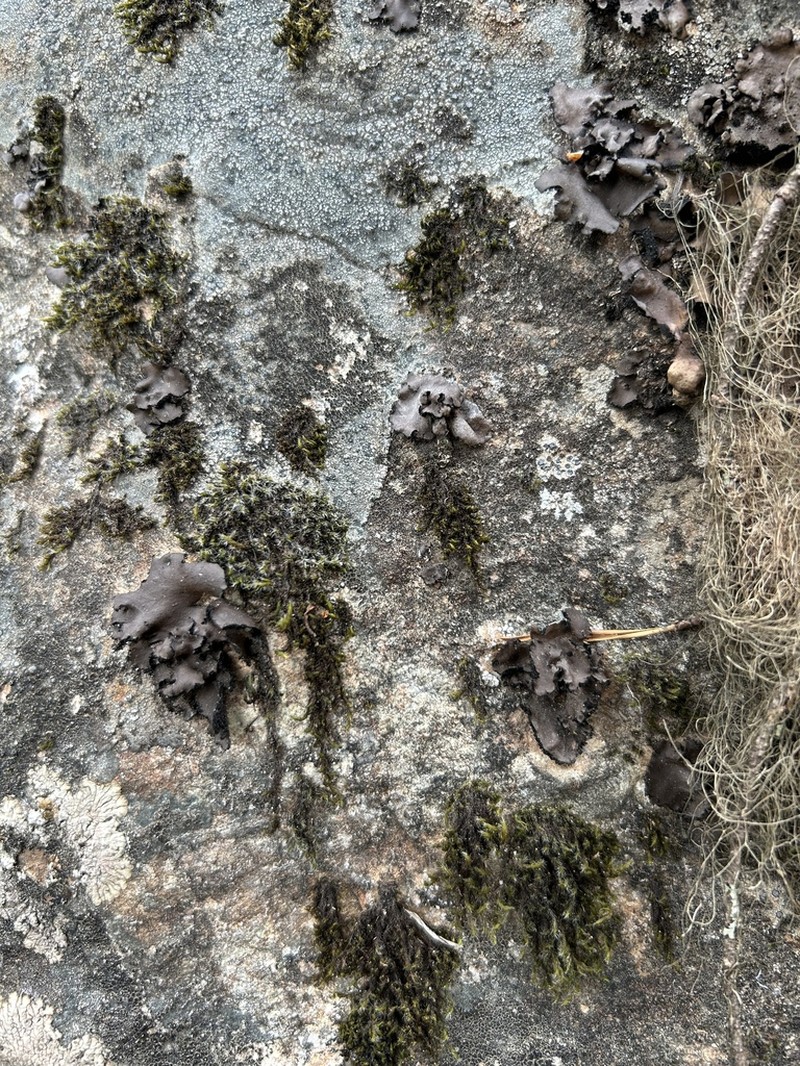 Manyroot Navel Lichen photo 3