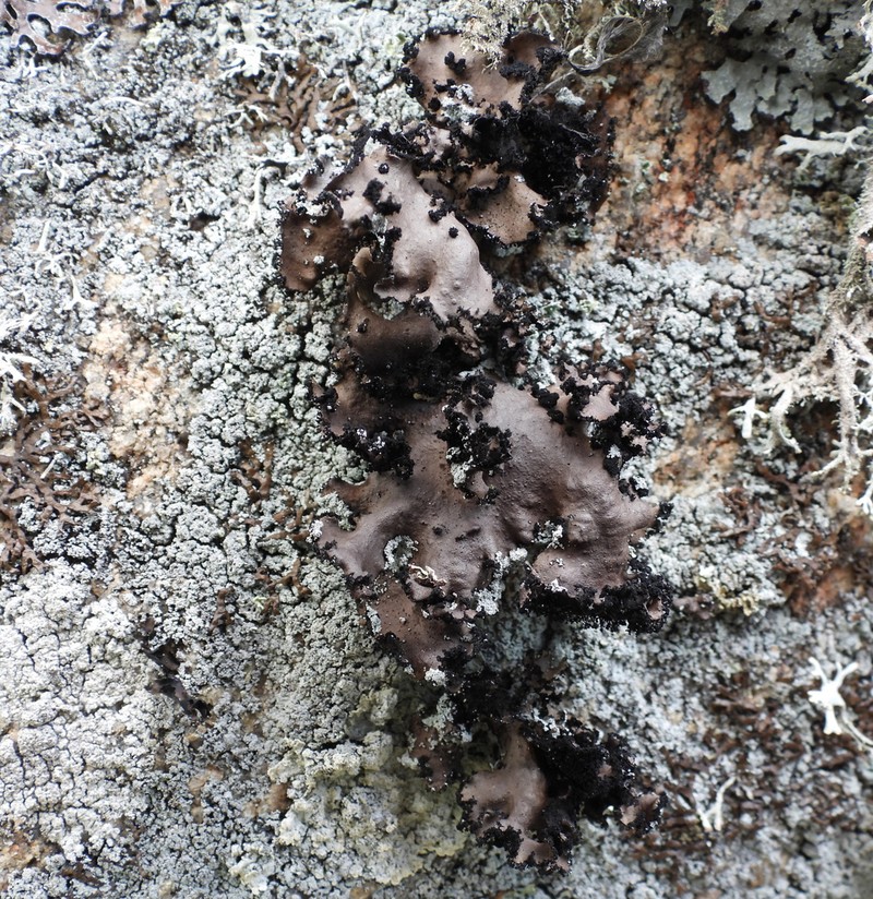 Manyroot Navel Lichen photo 4