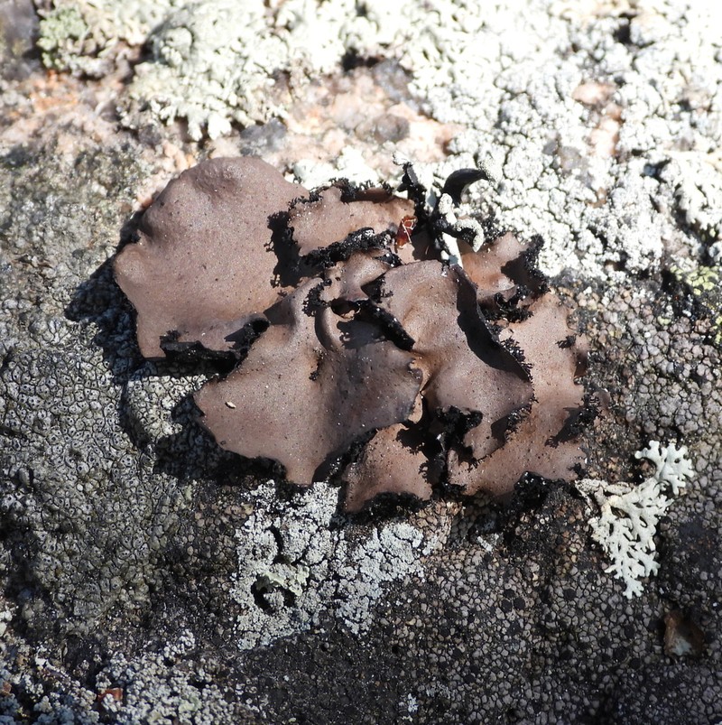 Manyroot Navel Lichen photo 5