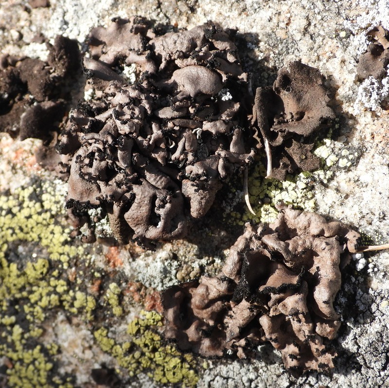 Manyroot Navel Lichen photo 6