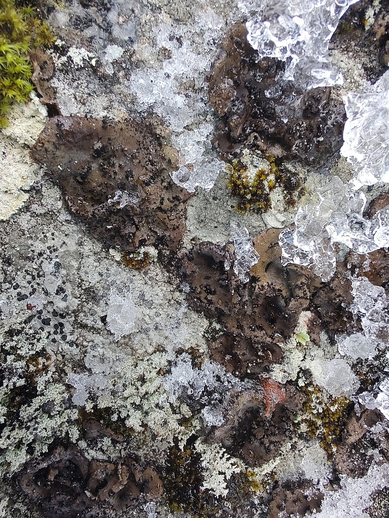 Manyroot Navel Lichen photo 7