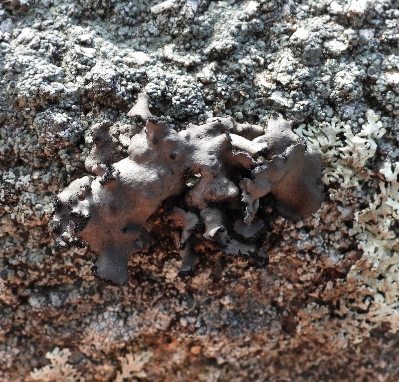 Manyroot Navel Lichen photo 8