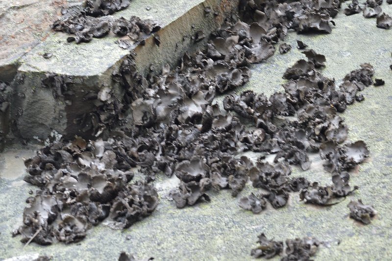 Manyroot Navel Lichen