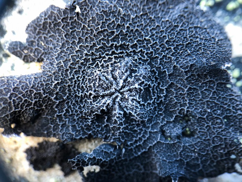 Navel Lichen