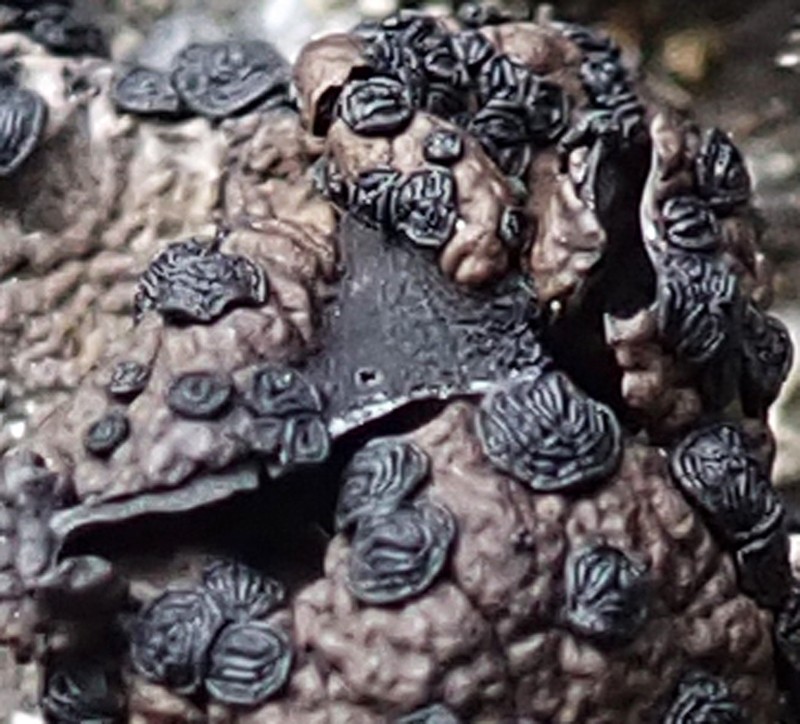 Navel Lichen photo 2