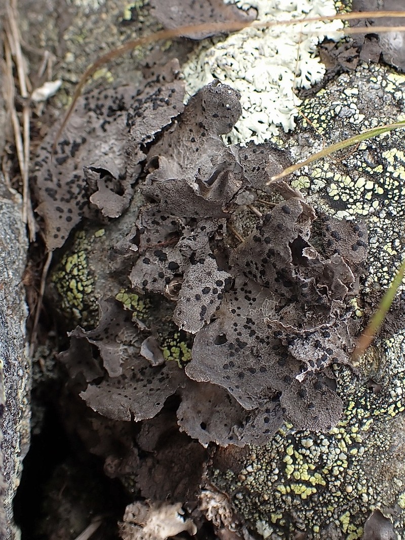 Navel Lichen photo 3