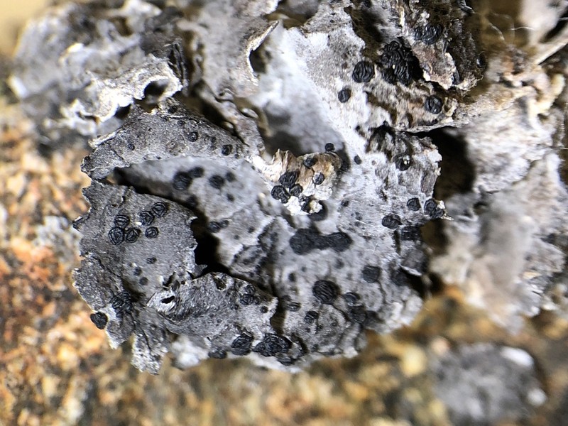 Navel Lichen photo 4