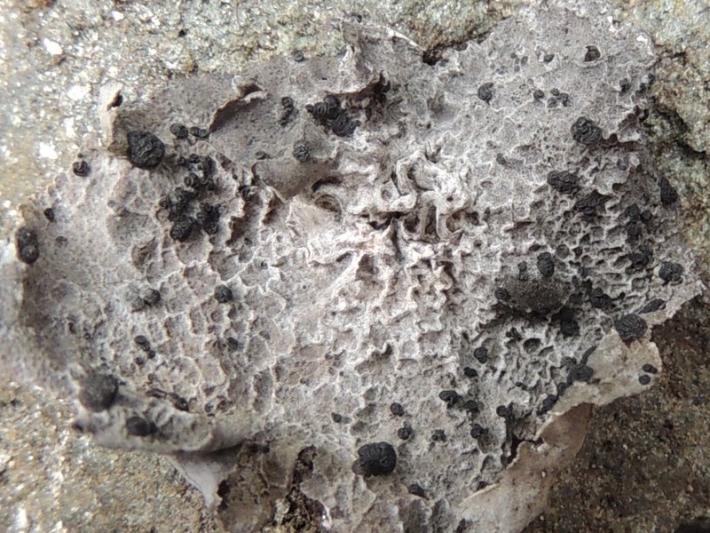 Navel Lichen photo 5
