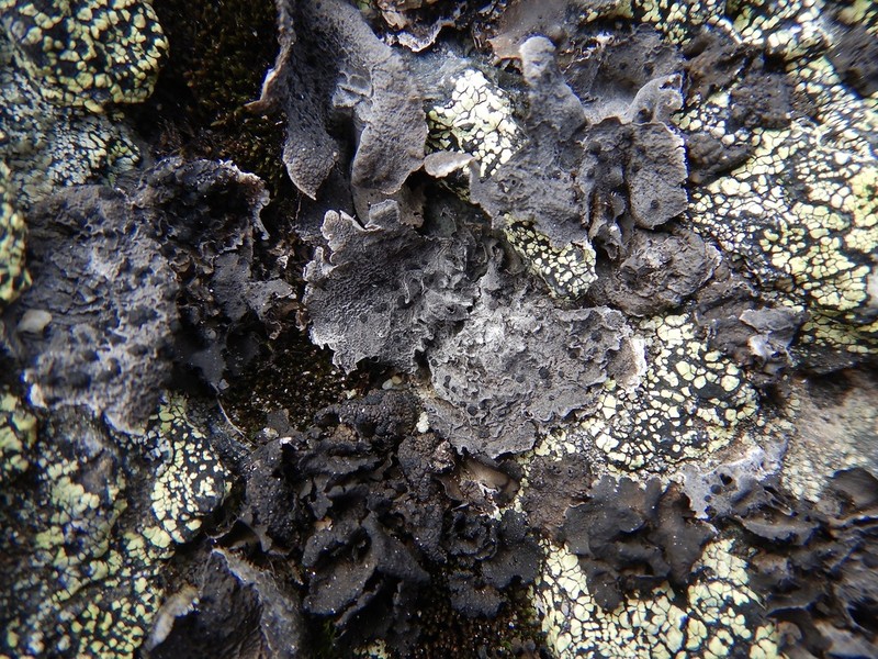 Navel Lichen photo 6