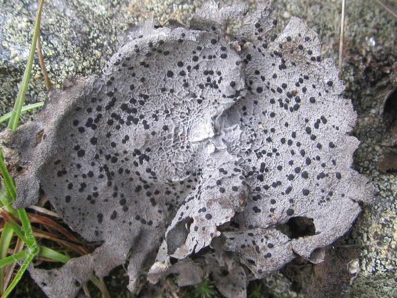 Navel Lichen photo 7