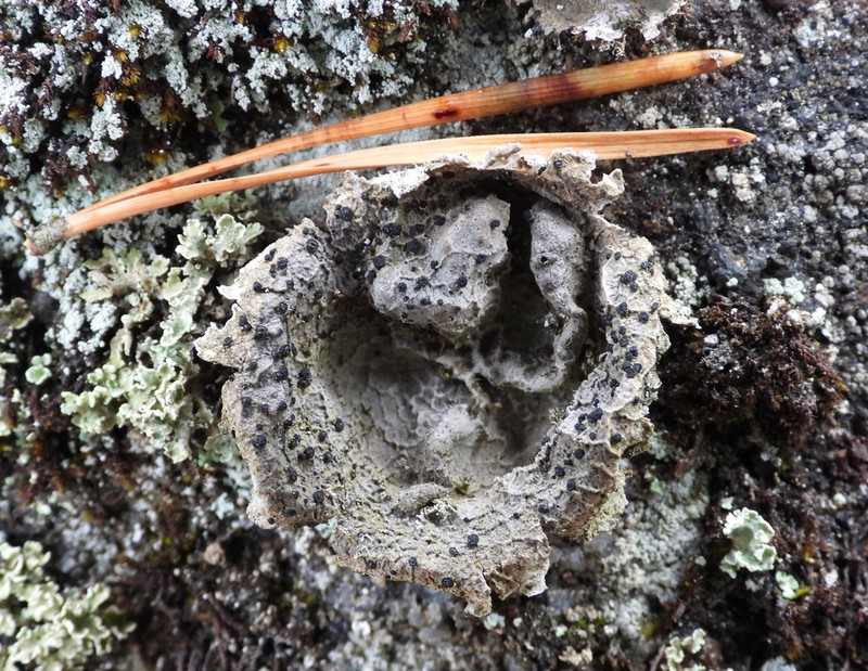 Navel Lichen photo 8