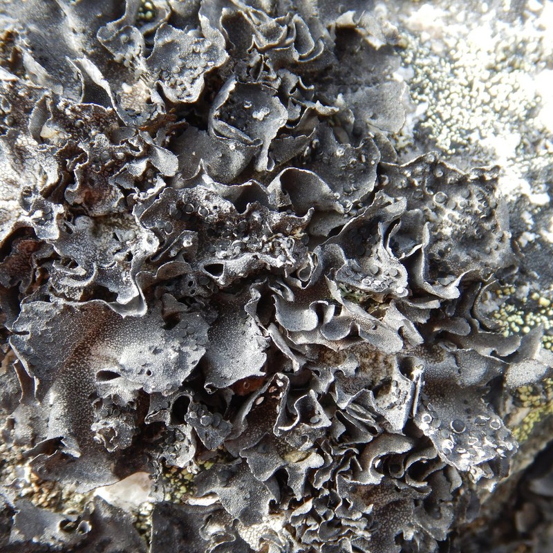 Rigid Navel Lichen