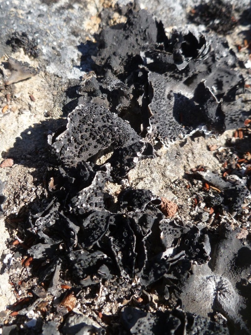 Rigid Navel Lichen photo 2