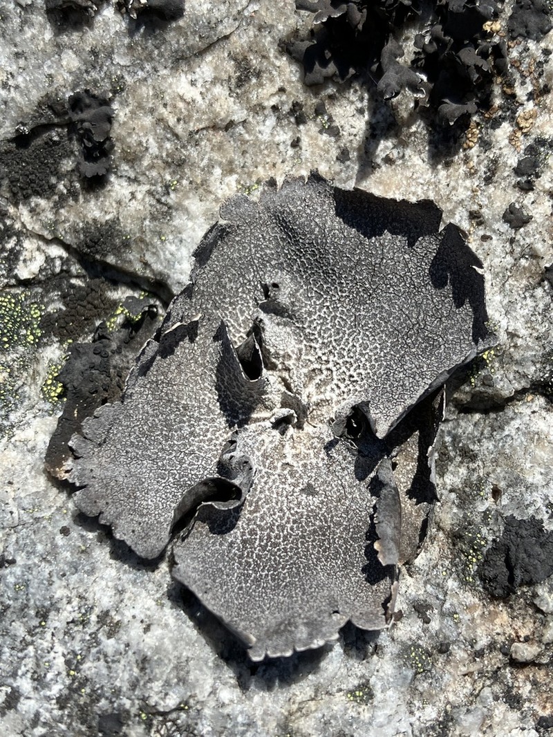 Rigid Navel Lichen photo 3