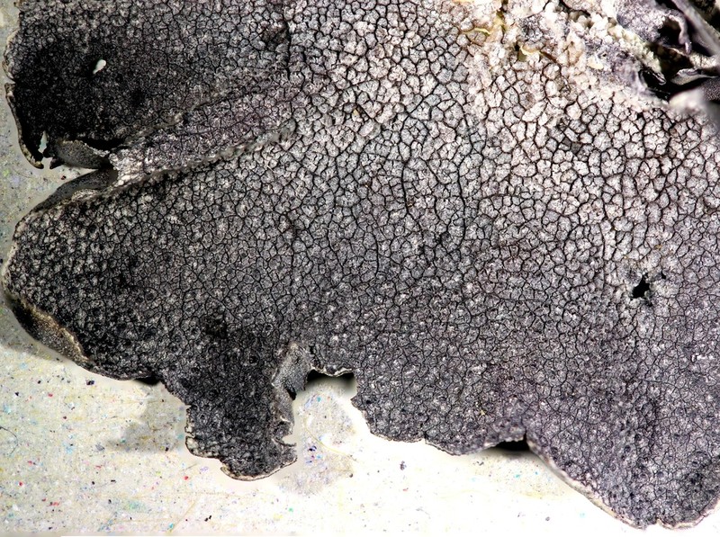 Rigid Navel Lichen photo 4