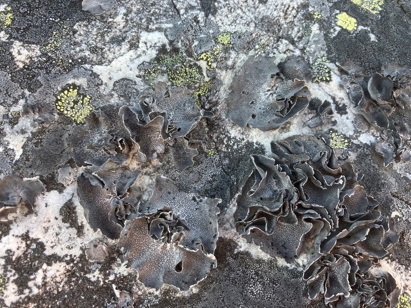 Rigid Navel Lichen photo 5