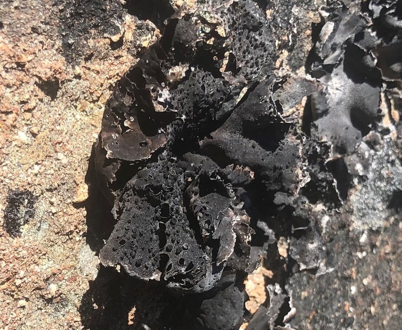 Rigid Navel Lichen photo 6